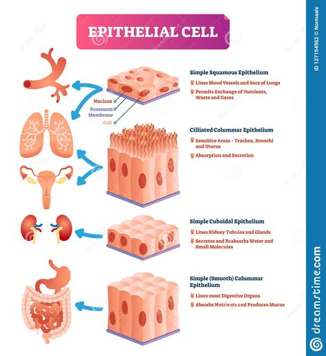 Tissue Anatomy Notes, Tissue Diagram, Epithelial Tissue, Tissue Biology, Anatomy Notes, Medical Terminology Study, Basic Anatomy And Physiology, Nurse Study Notes, Cells And Tissues