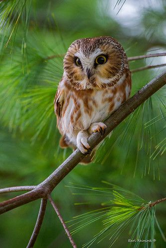 One "rapt" raptor.. | This "Northern Saw-whet Owl" gazes int… | Flickr Saw Whet Owl, Awesome Owls, Owl Photos, Hoot Owl, Owl Pictures, Beautiful Owl, Owl Bird, Baby Owls, Barn Owl