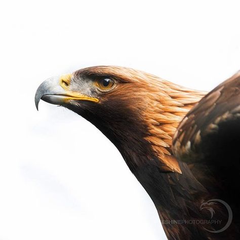 Ready for take off | Golden Eagle .  #goldeneagle #eagle #birdsofprey Eagle Aesthetic, Blue And Bronze, Eagle Painting, Golden Eagles, Air King, Kestrel, Golden Eagle, An Eagle, All Birds