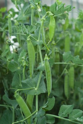 Tips for growing the best peas Pea Plants, Pea Plant, Plants Growing, Garden Veggies, Veg Garden, Garden Harvest, Food Garden, Fruit Garden, Veggie Garden