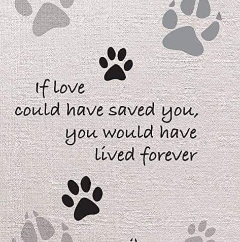 Dog Loss Captions, Dog Quotes Love Meaningful, Small Love Quotes, Small Dog Tattoos, Cat Love Quotes, Miss My Dog, Dog Quotes Love, Appreciate Life Quotes, Heaven Quotes