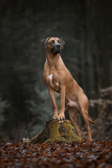 Dog Owner Photoshoot, Pet Photography Poses, Dog Photoshoot Pet Photography, Dog Portrait Photography, Dog Photography Poses, Animal Photography Dogs, Red Dogs, Dog Foto, Outdoor Studio