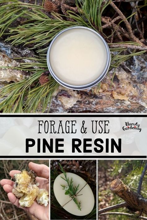 Apothecary Design, Pine Resin, Herbal Medicine Recipes, Wild Food Foraging, Herbal Remedies Recipes, Foraging Recipes, Medicinal Herbs Garden, Salve Recipes, Herbal Salves