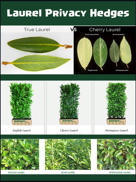 Laurel Hedges are unique group of plants used for hedging. Laurel plants are broad leafed, evergreens in nature and deer resistant. Cherry, Portuguese and English hedge are famous laurel hedge variety. English Laurel Hedge Privacy Fences, English Laurel Landscaping, Laurel Hedge Privacy Screens, Laurel Privacy Hedge, Fence And Hedge Combination, Laurel Hedge Front Garden, Bay Laurel Hedge, Portugese Laurel Hedge, Cherry Laurel Hedge Privacy Fences