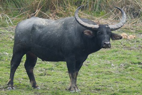 Buffalo Dip, Buffalo Animal, Buffalo Chicken Wraps, Wild Waters, Grass Wallpaper, Water Buffalo, Endangered Species, Animals Of The World, Animal Photography