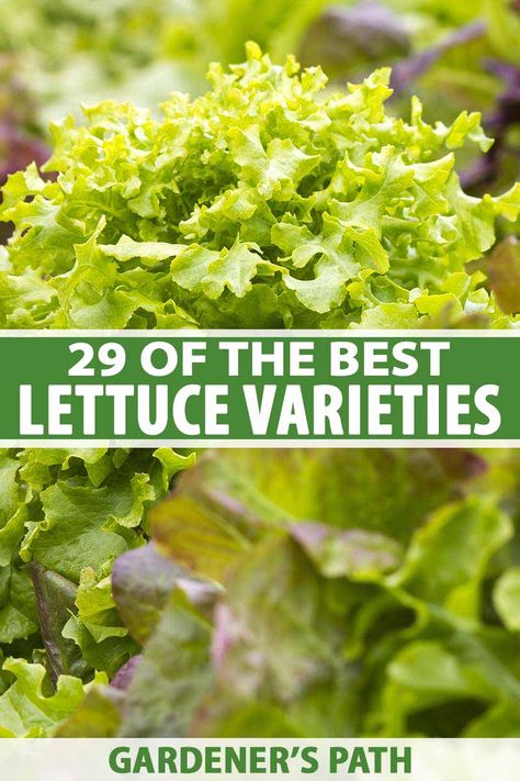 Lettuce is an easy to grow, nutritious addition to your vegetable patch. With lots of different cultivars available in a variety of sizes, shapes, colors, and textures you're sure to find one to suit your garden. Discover 29 of our favorite lettuce varieties now on Gardener's Path. #lettuce #growyourown #gardenerspath Types Of Lettuce, Head Of Lettuce, Beet Recipes, Container Gardening Vegetables, Sustainable Garden, Seed Company, Fall Plants, Deep Burgundy, Grow Your Own Food