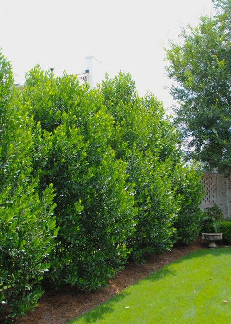 Prunus Caroliniana, Cherry Laurel Hedge, Deer Resistant Shrubs, Cherry Laurel, Laurel Hedge, Fatsia Japonica, Laurel Tree, Screen Plants, Privacy Trees