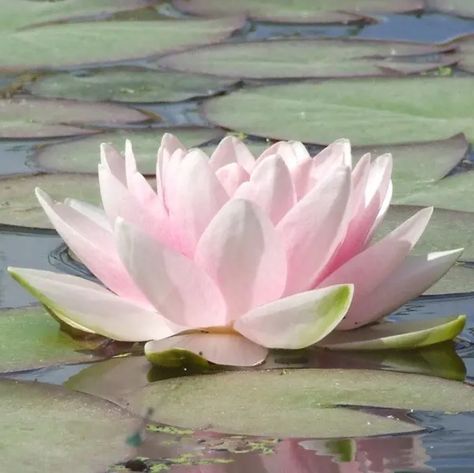 Pink Lotus Flower Aesthetic, Lotus Flower On Lily Pad, Green And Pink Wallpaper Aesthetic, Real Lotus Flower, Lotus Flower Aesthetic, Lotus Aesthetic, Flowers Of Love, Zen Vibes, Pretty Flowers Pictures