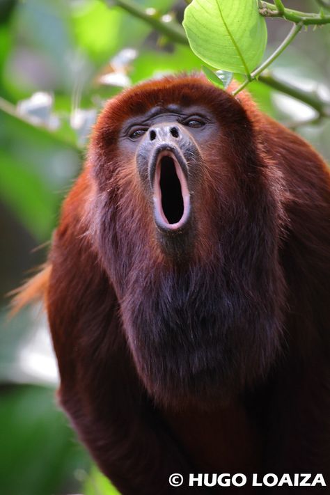 Alouatta seniculus - Juruá Red Howler Monkey | hugo loaiza | Flickr Rainforest Creatures, Ugly Monkey, Animals Activities, Bizarre Animals, Howler Monkey, Tropical Animals, Animal Print Wallpaper, Young Animal, Unusual Animals