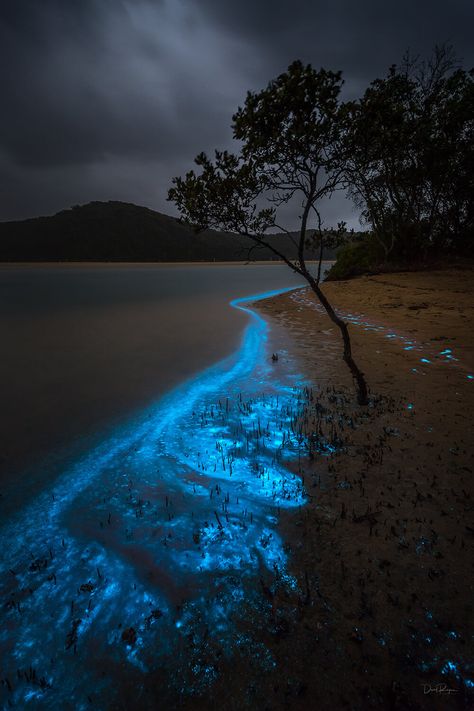 Sea Of Stars, Like Instagram, Brain Health, South Wales, Travel Insurance, Landscape Photographers, New South Wales, Nature Pictures, Travel Dreams