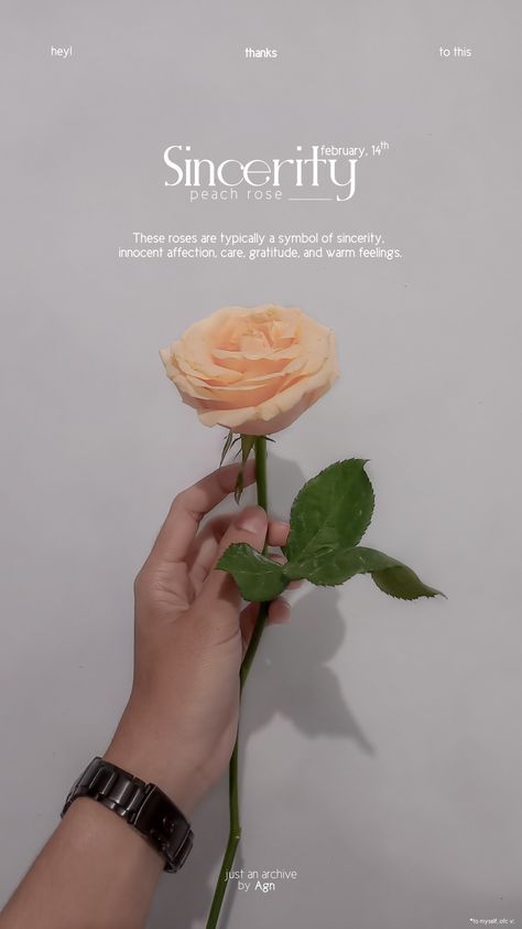 rose and it's meaning #sincerity #peach #rose #flower #typography #instastory #photography Peach Rose Meaning, Rose Meaning, Flower Typography, Peach Rose, Language Of Flowers, Orange Roses, Peach Roses, Peach Orange, A Rose