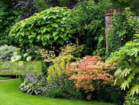 Hydrangea Arborescens Annabelle, Fatsia Japonica, Hydrangea Arborescens, Japanese Maples, Plant Photography, Herbaceous Perennials, Japanese Maple, Garden Trees, Green Garden