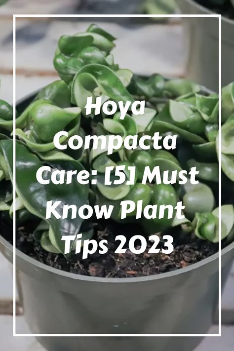 Hoya Compacta Care, Hoya Compacta Variegata, Lady Tips, Hoya Compacta, Hoya Plant, Plants Care, Plant Tips, Orchid Bark, Rooting Hormone