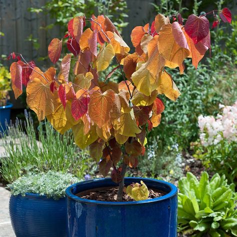 Cercis Plant - Eternal Flame | Suttons Flame Tree Flower, Flame Of The Forest Tree, Cercis Chinensis Avondale, Delphinium Plant, Cercis Canadensis Eternal Flame, Grape Vine Plant, Impatiens Plant, Petunia Plant, Rhubarb Plants