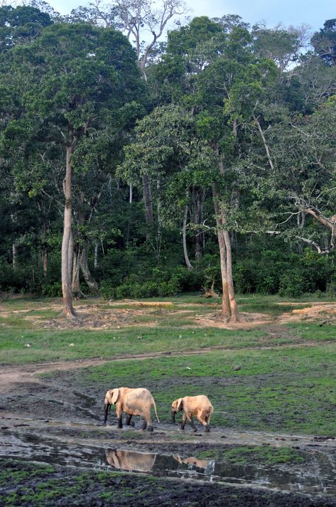 The Forest Elephants of the Central African Republic Are in Peril | The New Yorker West African Landscape, Congo Forest, Forest Reference, African Trees, Lion Story, African Rainforest, African Forest, Forest Elephant, African Tree