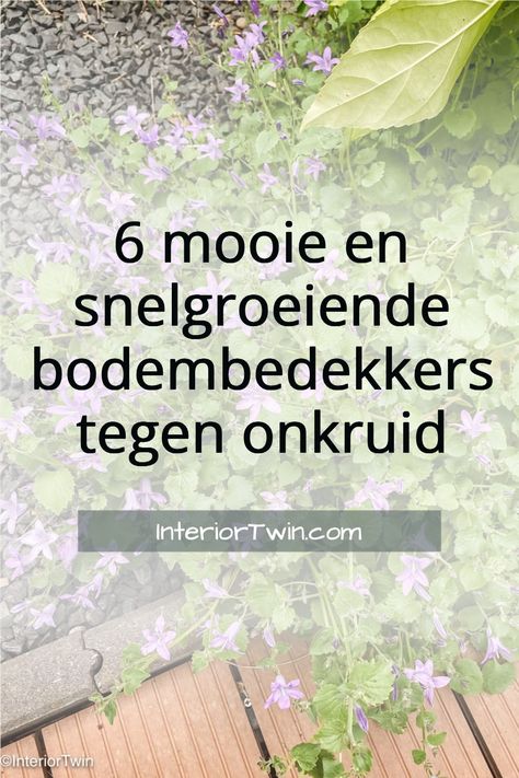 Kies voor een bodembedekker in de border i.p.v. cacaodoppen of boomschors. Niet alleen is je tuin zo mooi groen, dit is ook beter voor de biodiversiteit. Bekijk deze ideeën voor groene en bloeiende bodembedekkers in de tuin. Aesthetic Garden, Garden Aesthetic, Ideas Garden, Garden Diy, Outdoor Oasis, Garden Projects, Cottage Garden, Water Features, Garden Inspiration