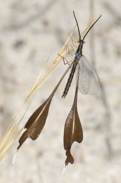 Spoon-winged lacewing by jeans_Photos, via Flickr Weird Insects, Cool Insects, Cool Bugs, Beautiful Bugs, Praying Mantis, Creepy Crawlies, Arthropods, Arachnids, Bugs And Insects