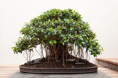 small ficus house plant | Recent Photos The Commons 20under20 Galleries World Map App Garden ... Banyan Tree Bonsai, Bonsai Making, Bonsai Ficus, Bonsai Techniques, Bonsai Tree Care, Bonsai Seeds, Bonsai Art, Bonsai Plants, Bonsai Garden