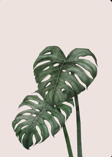 Leaves Wallpaper Iphone, Botanical Leaves, Image Nature, Soyut Sanat Tabloları, Plant Wallpaper, Plant Aesthetic, Plant Painting, Monstera Plant, Plant Art