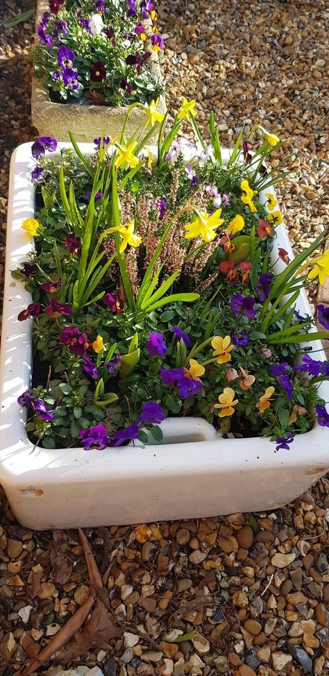 Belfast Sink Planter Ideas, Sink Planter Ideas, Belfast Sink Planter, Belfast Sink Garden Planter, Belfast Sink Garden, Belfast Sink, Sink Ideas, Butler Sink, Garden Decor Projects