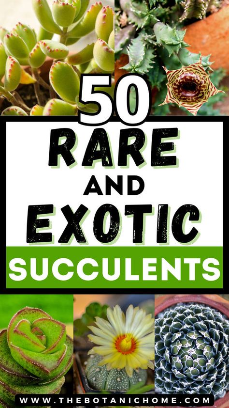 Explore the world of rare succulent plants with our guide to the 50 most extraordinary and unusual species. Learn about rare succulents, types of succulent plants with pictures, growing succulents, cacti and succulents, planting succulents, planting flowers, flowering succulents, types of cactus plants, propagating succulents, succulent gardening & succulent care, weird plants, colorful succulents, unusual plants, rare plants, exotic plants, exotic flowers, cool plants and unique cactus plants. Rare Cactus And Succulents, Identifying Succulents, Succulents Types, Unique Cactus Plants, Aesthetic Crazy, Unique Succulents, Types Of Cactus Plants, Cool Succulents, Kinds Of Cactus