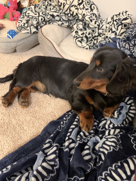 Long Hair Dachshunds, Brown And Black Dachshund, Standard Long Haired Dachshund, Black Dachshund Long Hair, Black Weiner Dog, Black And Tan Long Haired Dachshund, Black Long Haired Dachshund, Room Ideas For Dogs, Pet Room Ideas