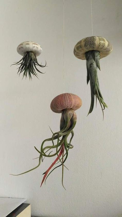 Air Plants Diy, Shed Decor, Plant Goals, Plant Pot Diy, Painted Pots Diy, Tillandsia Air Plant, Cactus Art, Succulent Terrarium, Flowers For You