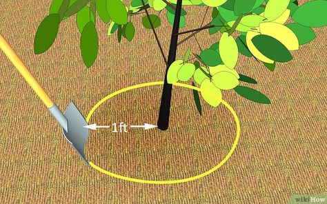 How To Transplant A Tree, Tree Leaf Identification, Tree Sapling, Tree Transplanting, Planting Fruit, Leaf Identification, Nut Trees, Garden Fences, Estate Garden