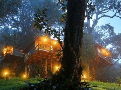 Tree House Resort, Jungle Resort, Honeymoon Tour Packages, Largest Waterfall, Honeymoon Tour, Kerala Tourism, Western Ghats, Luxury Tents, Munnar