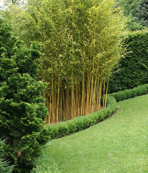 Bamboo In Backyard, Landscaping With Bamboo, Bamboo Hedge Living Fence, Bamboo Landscape Ideas, Bamboo Garden Landscaping, Bamboo In Garden, Bamboo Garden Ideas, Bamboo Privacy Hedge, Bamboo Screen Garden