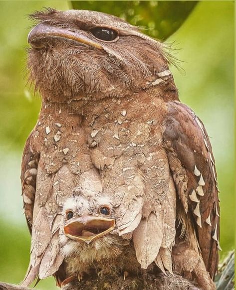 Baby frogmouth and momma. Smiling baby bird! Wonder of Wings (@wonderofwings) • Instagram photos and videos Funny Birds, Appaloosa, Bird Pictures, Exotic Birds, Pretty Birds, Quarter Horse, Weird Animals, Sweet Animals, Wild Birds