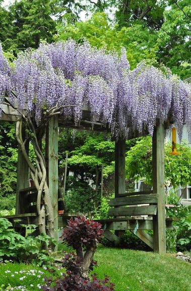 What could be better than sitting under an arbor covered in Wisteria blossoms? An arbor style bench is the first on my list of 10 great garden benches.   See all 10:   http://threedogsinagarden.blogspot.ca/2014/03/take-seat-10-great-garden-benches.html Vines Ideas, Wisteria Trellis, Wisteria Arbor, Wisteria Pergola, Wisteria Garden, Garden Benches, Garden Vines, Garden Arbor, Pergola Plans