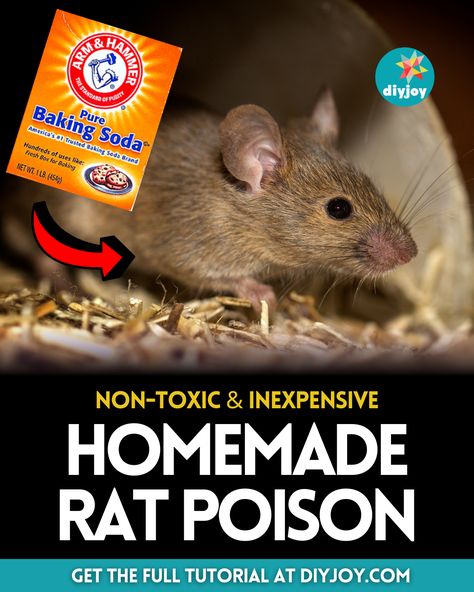 Homemade Rat Poison, Mouse Poison, Rat Repellent, Pottery Barn Decor, Rat Poison, Small Plastic Containers, Pool Rafts, Diy Plaster, Soda Brands