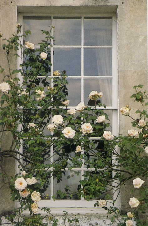 Roses Growing, Ivy House, Babies Breath, Climbing Roses, White Gardens, Rose Cottage, Shabby Vintage, Calla Lily, Window Sill