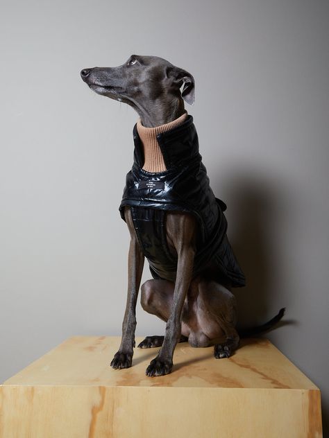 NEW ARRIVALS Italian Greyhound Clothes, Dog Jacket, Dog Gear, Waterproof Jacket, Italian Greyhound, Whippet, Greyhound, Dog Clothes, Cute Baby Animals