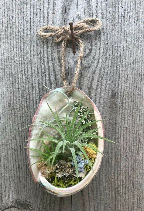 Takken Decor, Air Plants Diy, Air Plant Garden, Air Plants Decor, Plant Display Ideas, Air Plants Care, Plant Hanging, Plant Crafts, Air Plant Display