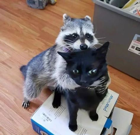 Racoon, Double Tap, So Beautiful, Follow For More, Black Cat, Tap