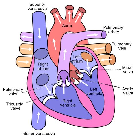 Heart Blood Flow, Heart Structure, Tricuspid Valve, Heart Diagram, Heart Valves, Arteries And Veins, Heart Anatomy, Heart Words, Heart Poster