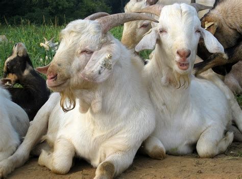 good info about kiko goats Kiko Goats, Backyard Goats, Nubian Goat, Boer Goats, Dairy Goats, Animal Science, Milk Production, Goat Farming, Rare Breed