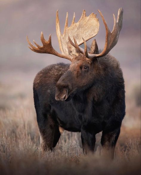 Moose Tattoo, Moose Painting, Moose Pictures, Tattoos Aesthetic, North American Animals, Deer Species, North American Wildlife, Deer Animal, Bull Moose