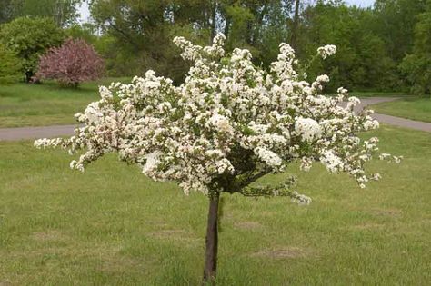 Malus sargentii 'Tina' (Sargent Crabapple) Flowering Crabapple, Southern Garden, Crabapple Tree, Home Landscape, Hummingbird Garden, Planting Shrubs, Country Landscaping, Ornamental Trees, Traditional Garden