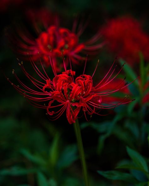 Red Spider Lilly Aesthetic, Red Spider Lilies Aesthetic, Spider Lily Photography, Spider Lillies, Spider Lily Flower, Red Spider Lilies, Lily Meaning, Flower Spider, Lycoris Radiata