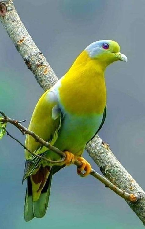 Green Pigeon, Cute Pigeon, Pigeon Pictures, Animal Photography Wildlife, Birds Photography Nature, Pigeon Pose, Animals Amazing, Car Wallpaper, Bird Wallpaper