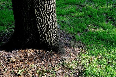 How To Grow Grass Under A Tree Growing Grass From Seed, Shade Tolerant Grass, Best Grass Seed, Planting Grass, Shade Grass, Growing Grass, Aerate Lawn, Diy Lawn, Grass Type