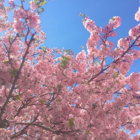 Soft Asian Aesthetic, Pink Blossom Tree, Art Alevel, Cherry Blossom Season, Sakura Tree, Nothing But Flowers, Japan Aesthetic, Pink And White Flowers, Spring Vibes