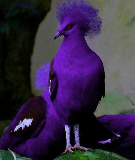 She is definitely a Diva. So gorgeous!!!! More beautiful then the scarlett Macaw. Purple Bird! Purple Birds, Purple Animals, Purple Bird, Most Beautiful Birds, Kinds Of Birds, Bird Pictures, Exotic Birds, Pretty Birds, Colorful Birds