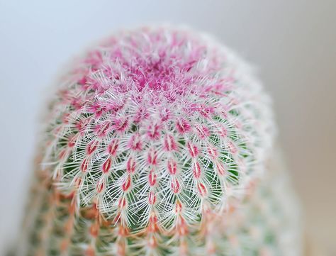 Planting A Rainbow, Rainbow Cactus, Cactus Water, Cactus Care, Scale Insects, Spider Mites, Soil Layers, Drought Resistant, Hardy Plants