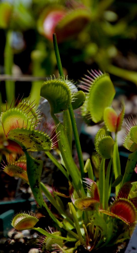 Venus Fly Trap Venus Flytrap Aesthetic, Venus Fly Trap Aesthetic, Greenhouse Vibes, Tiktok Bedroom Aesthetic, Fly Trap Plant, House Plants Decor Living Room, Plant Decor Living Room, Deadly Plants, Venus Flytrap