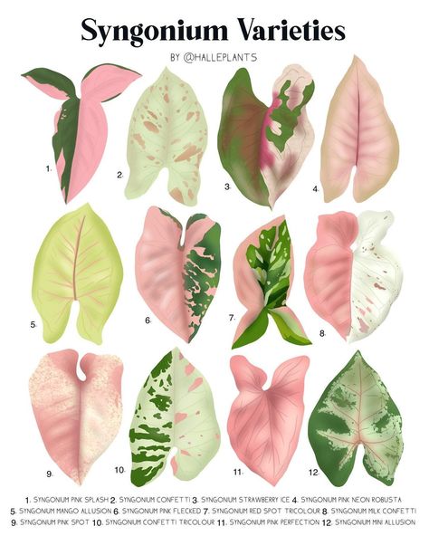 PINK SYNGONIUM VARIETIES - LEAF IDENTIFICATION CHART🌿🌺🌷 1. Syngonium Podophyllum ‘Pink Splash’ (Red Spot) 2. Syngonium P. ‘Confetti’ 3.…” • Jun 11, 2021 at 1:59pm UT Plant Identification Chart, Leaf Identification Chart, Syngonium Varieties, Plant Leaf Identification, Pink Syngonium, Leaf Identification, Syngonium Podophyllum, Pink Splash, Plant Nutrients