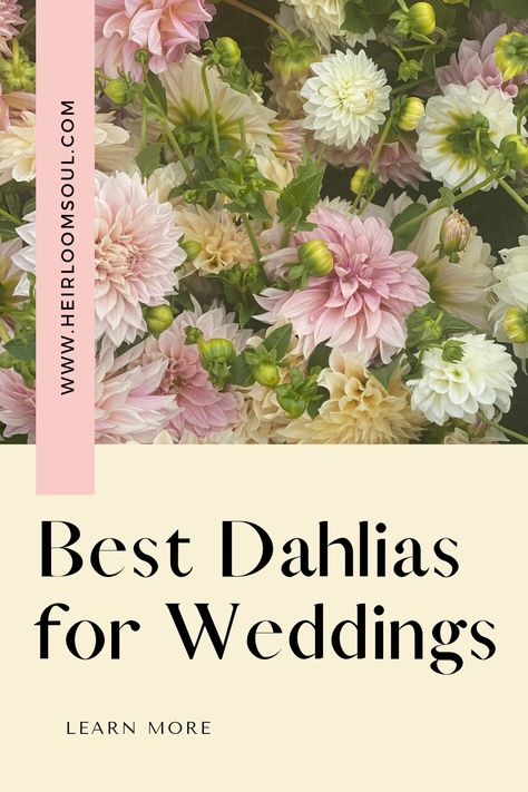 Our Favorite Dahlias for Wedding Designs — Heirloom Soul Florals Wedding Bouquet With Dahlias, Dahlia Wedding Centerpieces, Dahlia Flower Bouquet, Dahlia Centerpiece Wedding, Dahlia Bridal Bouquet, Dahlias Flower, How To Grow Dahlias, Dahlia Wedding Bouquets, Grow Dahlias